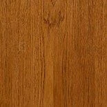 Дуб золотистый